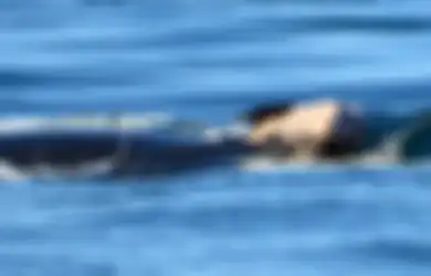 Duka Paus Orca yang Bawa Mayat Bayinya Melintasi Laut Ratusan Kilometer Selama 3 Hari