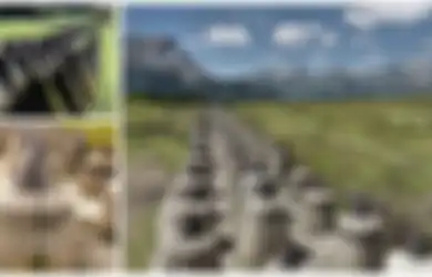 Sanggupkah 'Gigi Naga' Ini Perlambat Pergerakan Tank Besar pada PD I?