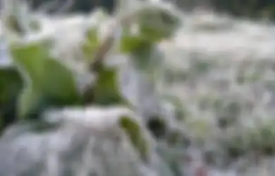 Capai 0 Derajat Celcius, Tempat di Indonesia Ini Juga Diselimuti Es Layaknya Dieng dan Eropa Saat Musim Dingin