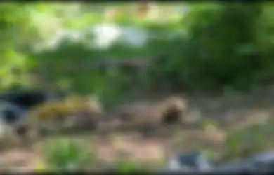 Ketika Ribuan Mayat Dibiarkan Membusuk hingga Diikat di Pohon, Beginilah Kondisi Perkebunan Mayat, Mau Sumbangkan Mayat Anda Setelah Meninggal di Sini?