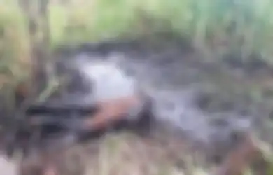 Terjebak di Kubangan Lumpur, Beginilah Aksi Heroik Penyelamatan Kuda