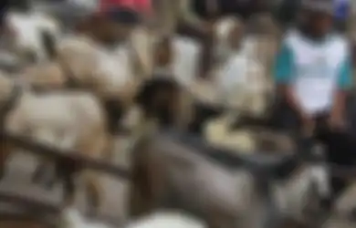 Masih Berkonflik, Warga di Gaza Tak Mampu Beli Hewan Kurban Untuk Idul Adha Tahun Ini