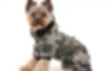 7 Anjing Paling Berani di Dunia, Jadi Pahlawan PD I Hingga Terbang ke Luar Angkasa