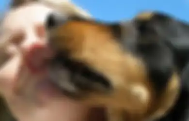 Dijilat Anjing, Seorang Wanita Tewas dan Pria Diamputasi: Begini Infeksi dan Risiko yang Ditimbulkan Bakteri Liur Anjing