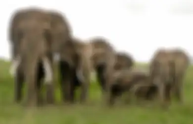 Punya Gen 'Zombie', Benarkah Gajah Tak Akan Bisa Terserang Kanker?