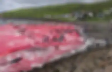 Lautan Dipenuhi Darah Merah, Kala Ratusan Paus 'Dibantai' di Pulau Faroe Setiap Tahunnya