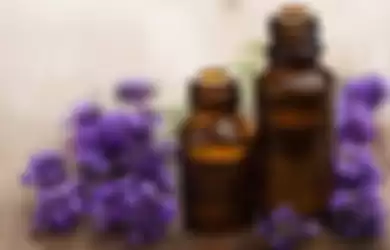 Lavender Hingga Cengkeh Ternyata Mujarab Usir Lalat di Rumah, Kok Bisa?