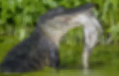 Lihat Buaya Makan Anaknya Sendiri, Para Peneliti Justru Mengaku Bahagia, Kenapa?