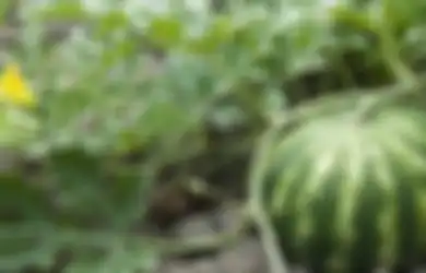 Dokter Salah Operasi, Organ Intim Pria Ini Jadi Sebesar Semangka!