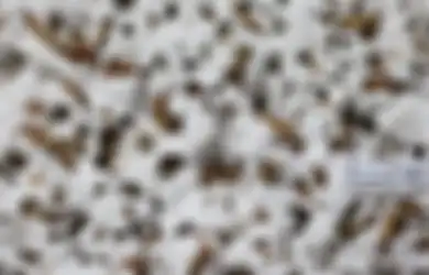 Squirmy Mealworms, Cacing Pelahap Plastik dan Styrofoam, Hancurkan Sampah Plastik Bak Palu Godam