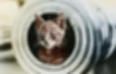 Sam Kucing yang 3 Kali Selamat dari Kapal Tenggelam, Termasuk Saat Digempur Kapal Inggris