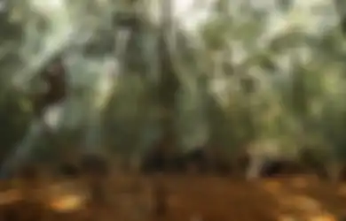 Potret Suku Baka Pygmies di Afrika Tengah, Jauh dari Modernisasi dan Minim Perawatan Medis
