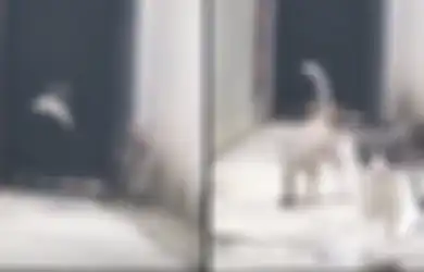 (Video) Kerennya Aksi Seekor Kucing Lewati 3 Kucing 'Preman' yang Menghadang Jalannya