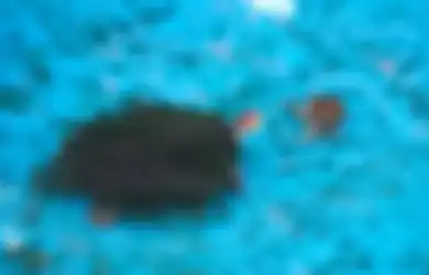 Mirisnya Kondisi Kebun Binatang di Korut, Bahkan Kura-kura Berenang di Kolam Berbau Busuk