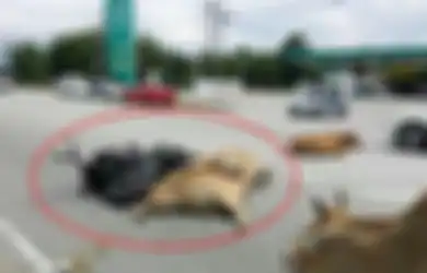 Tragis, Konvoi Motor Diserang 30 Sapi di Jalan Raya dan Satu Orang Koma