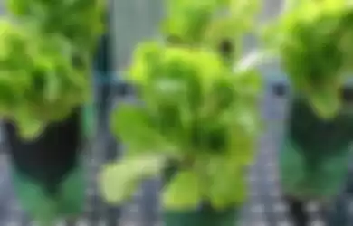 Ilustrasi-Berkebun sayur dengan sistem hidroponik.