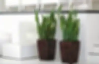 Letakkan 3 Tanaman Ini di Kamar Anda, Inilah yang Anda Rasakan Ketika Sedang Tertidur