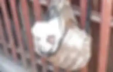 Pemulung Menemukan Tas Berisi Bayi yang Dibuang Ibunya, Begini Kondisi Bayi Itu Sekarang