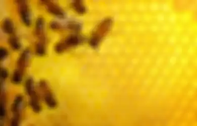 Lebah Bersarang di Dinding Rumah, Postingan Ini Jadi Viral di Facebook
