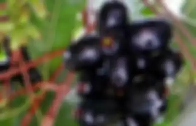 Jamblang, Si Ungu dengan Kandungan Antioksidan Tinggi dan Cocok untuk Penderita Kencing Manis