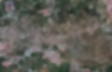 Dinyatakan Sebagai Fenomena Supershear Langka, Gempa Palu Dobrak Teori, Bergerak dengan Kecepatan Super dan Picu Ledakan Sonik