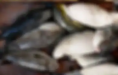 1 Keluarga di Probolinggo Keracunan Karena Makan Ikan Buntal, Tapi di Jepang Jadi Makanan Super Enak
