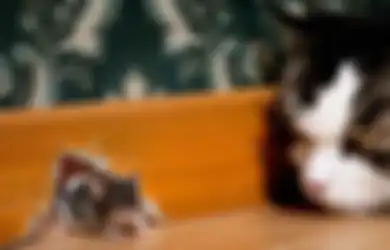 Ingin Usir Tikus di Rumah Anda, Yuk Lalukan 4 Trik Mudah Berikut Ini