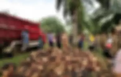 Hasil dari panen kelapa sawit diangkut menggunakan truk dan para petani menjual ke pabrik-pabrik.