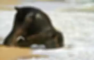 Hewan yang tidur dengan pose unik