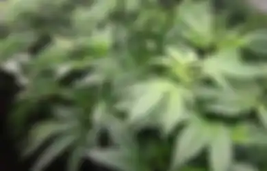 Pria di Banyumas Tanam Ganja Demi Obati Ibunya: Benarkah Ganja Membantu Penderita Diabetes?