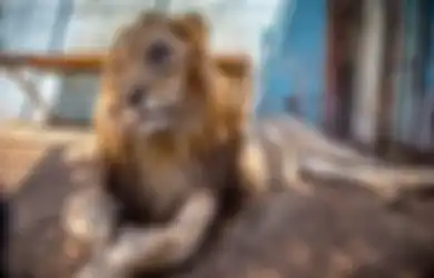 'Kebun Binatang dari Neraka': Singa Tak Lagi Menakutkan, Tampak Kerempeng dengan Wajah Babak Belur