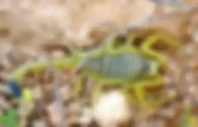 Cairan Racunnya Justru Bisa Bikin Orang Kaya Mendadak, Inilah Kehebatan Kalajengking Emas, Harta Berharga dari Israel