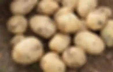 Jangan Simpan Kentang di Lemari Es karena Bisa Tingkatkan Risiko Kanker, Begini Penjelasannya