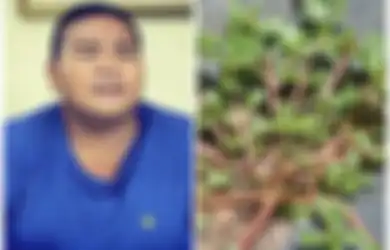 Fahmi Bo Terserang Stroke: Meski Sering Dianggap Gulma, Tanaman Liar Krokot Ternyata Ampuh Obati Stroke