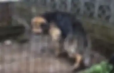 Kisah Judith: Anjing yang Dirantai Selama 10 Tahun dan Mendapat Penderitaan Luar Biasa Tragis