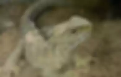 Tuatara, reptil mirip kadal yang berumur panjang.