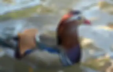 Hebohkan Warga, Bebek Langka ini Tiba-tiba Muncul di Kebun Binatang 