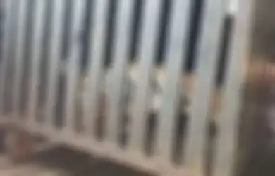 Diklaim Tewaskan 13 Orang dan Membuat Takut Warga, Harimau Betina ini Ditembak Mati 