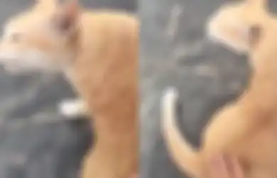 (Video) Sulit untuk Percaya Namun Nyata, Kucing Ini Bersuara Laiknya Bebek!
