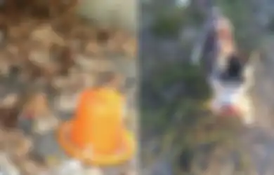 Peternakan Ayam Merugi Setelah 600 Ayamnya 'Dihabisi' Anjing Tetangga dalam Satu Malam!