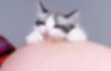 Sedang Hamil? Menjauhlah dari Kucing Bila Tidak Ingin Kehamilan Bermasalah
