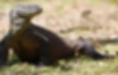 Perdagangan Satwa Liar: 41 Komodo Diseludupkan ke Luar Negeri dan Dijual Rp15 juta per Ekor