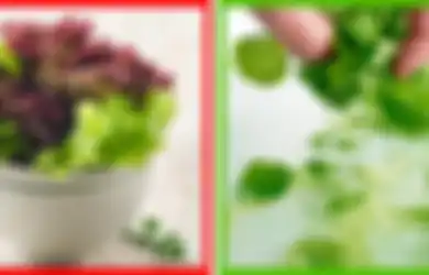 Tak Hanya untuk Lalapan, Selada Juga Miliki Manfaat Luar Biasa untuk Kulit, Rambut, dan Kesehatan, Mau Coba?