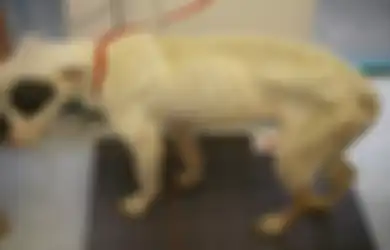 Hanya Berjarak 12 Jam dari Kematian, Anjing yang Tinggal Tulang Belulang Ini Akhirnya Diselamatkan