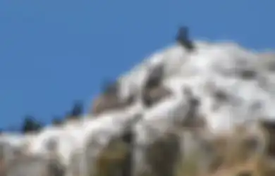 Kotoran Burung Ini Jadi Sumber Pendapatan Terbesar Peru, Sekaligus Pemicu Perang dengan Amerika Serikat