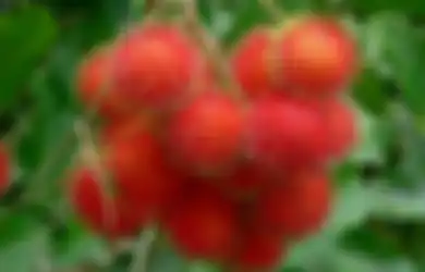 Selain Buahnya, Biji dan Kulit Rambutan Miliki Khasiat Luar Biasa untuk Obat hingga Kecantikan