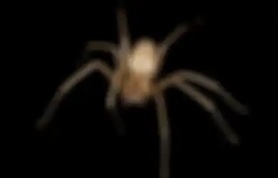 5 Kali Lebih Kuat dari Besi, Apa Rahasia Kekuatan Jaring Laba-laba Sebenarnya?