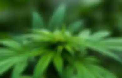 Pria Banyumas Ditangkap karena Tanam Ganja Demi Obati Ibunya: Ingatkan Kasus Fidelis dengan Nota Pembelaanya yang Menyentuh