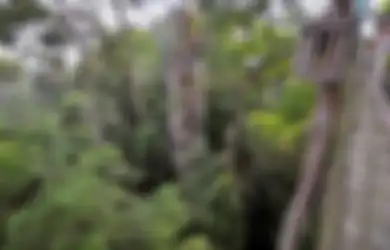 Jembatan Gantung Bukit Bangkirai, Wisata Alam yang Menggoyang Adrenalin