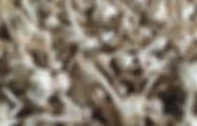 Terjadi Sekejap Malam, Bagaimana Bisa Bawang-bawang di Kebun Ini Ludes 'Dipanen' Pencuri?